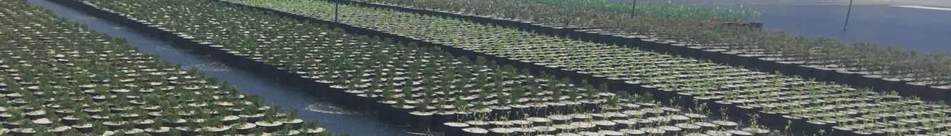 Potplanten op gronddoek op een teeltvloer